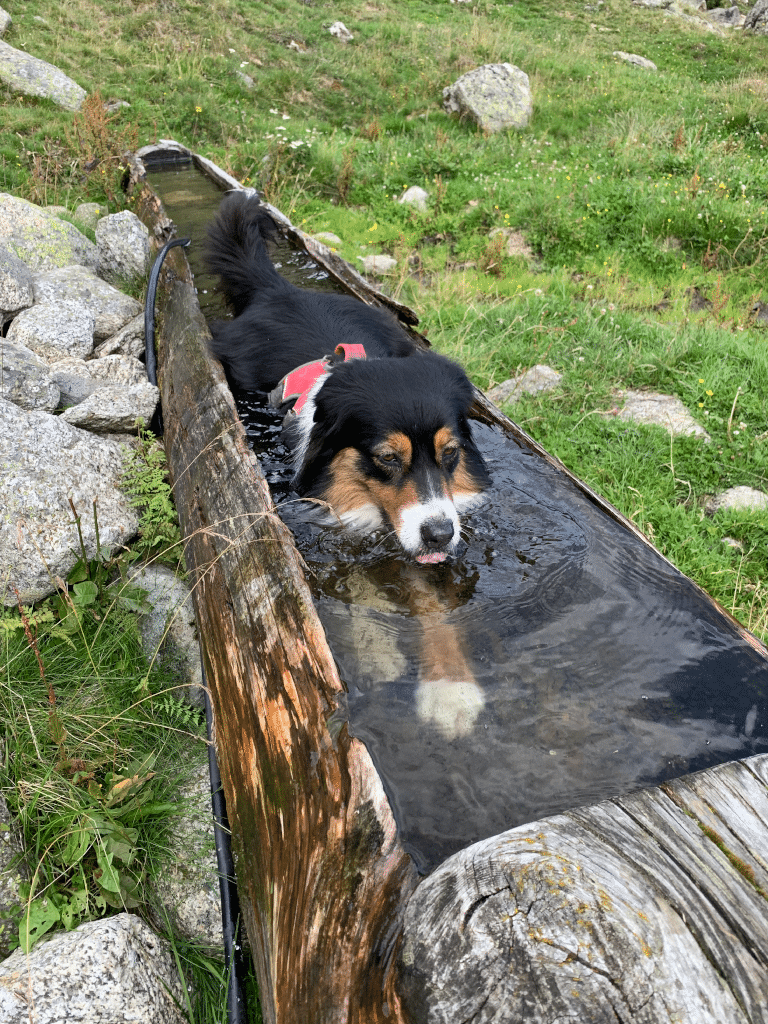 Laufen Mit Hund4 Laufen mit Hund